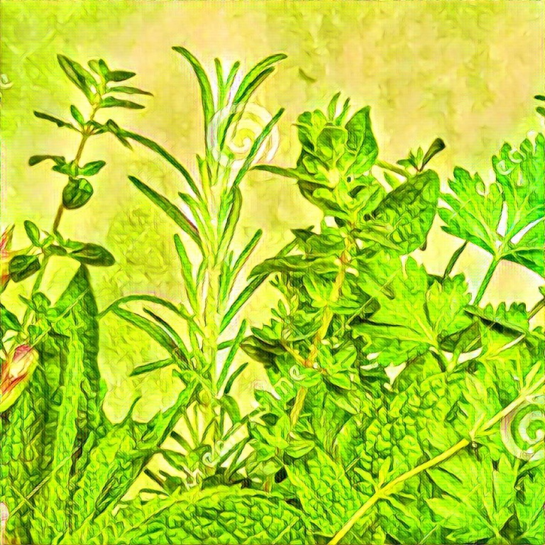 Familias de aromas: herbal